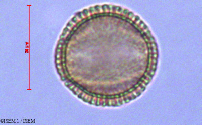 Draba hallii - lame n° 29069